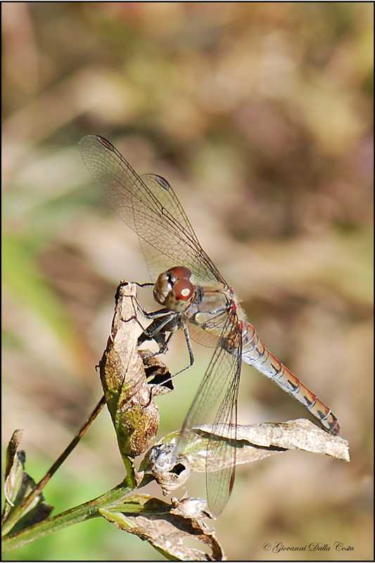 Sympetrum striolatum, femmina